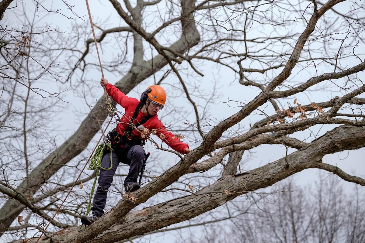 Tree Care Myths: What You Should Know Before Hiring an Arborist hero image