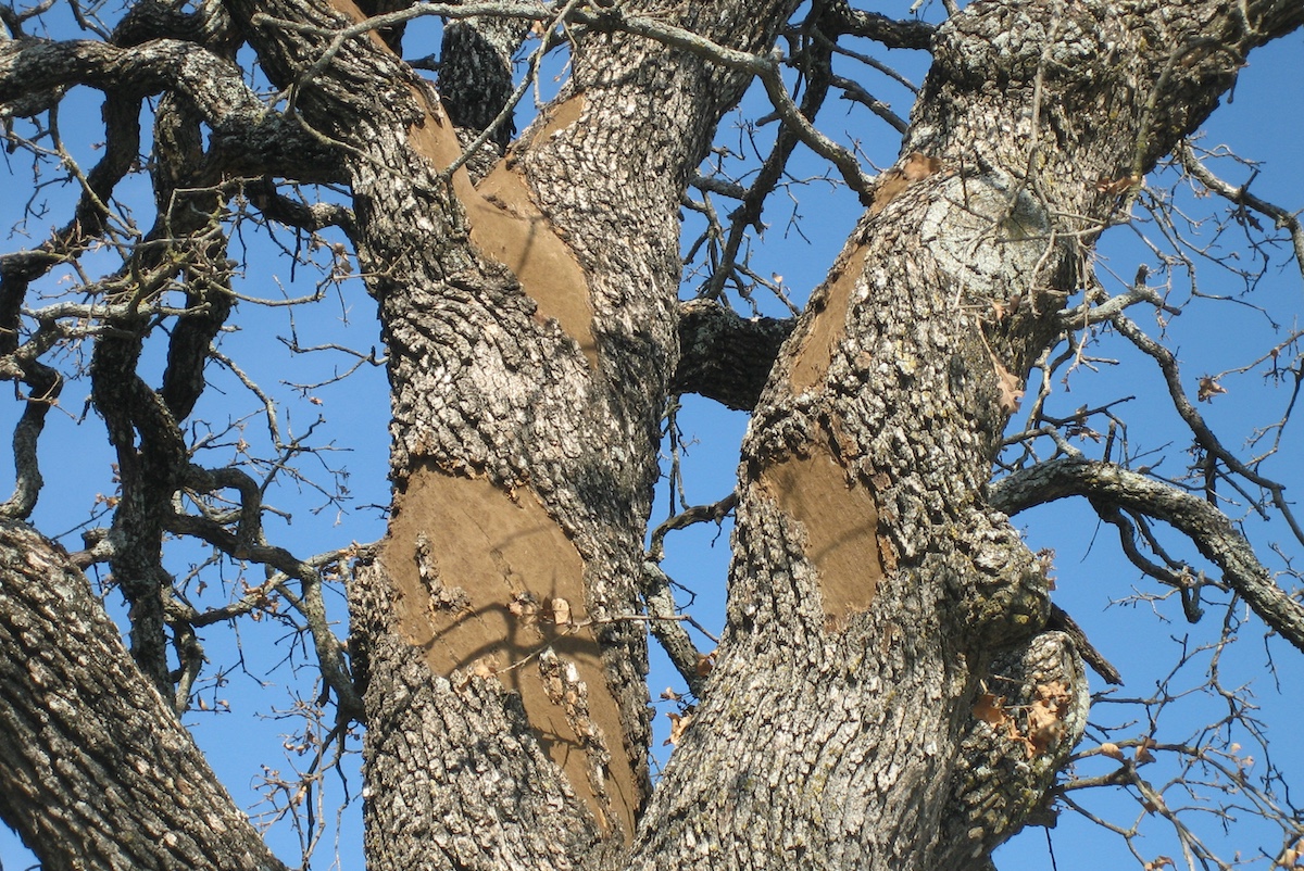 How to Identify and Treat Common Tree Diseases in California hero image