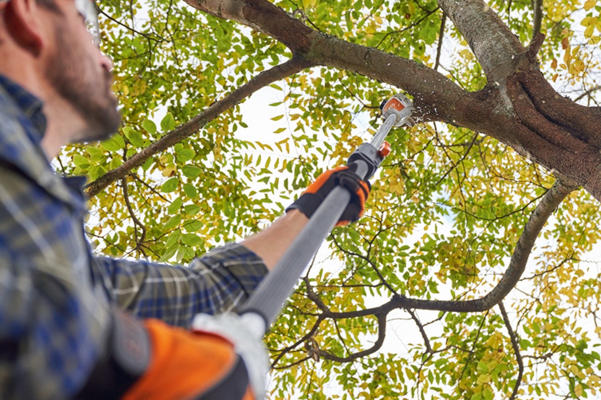 How Tree Pruning Can Enhance the Beauty and Health of Your Landscape hero image