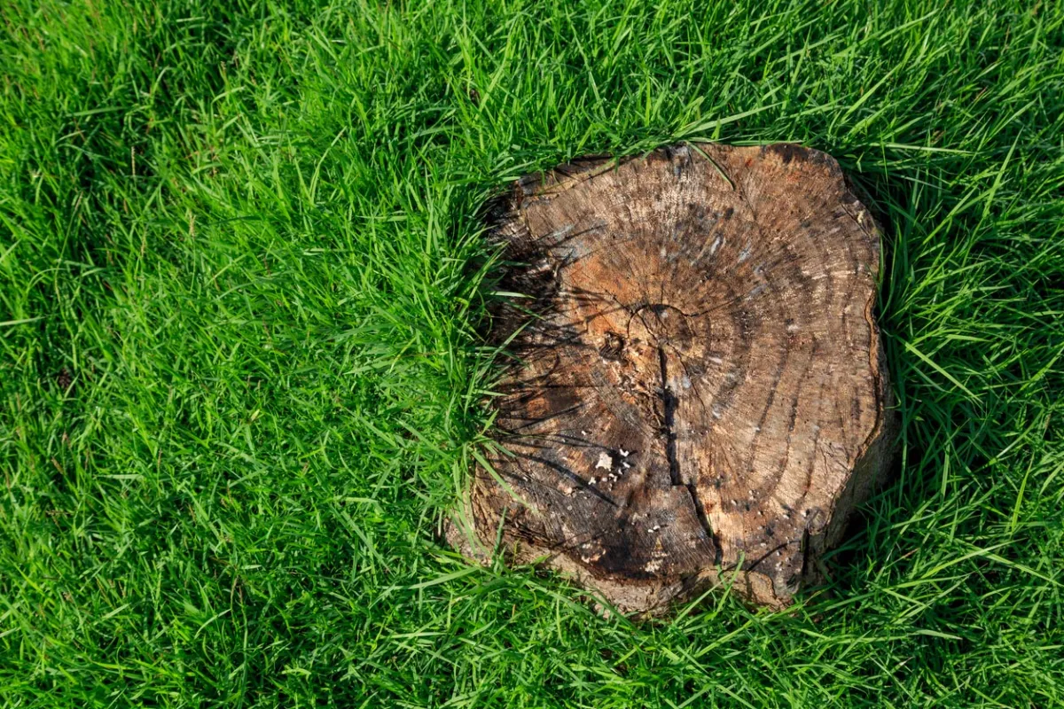 Stump Removal vs. Stump Grinding: Which Option Is Best for Your Yard? hero image