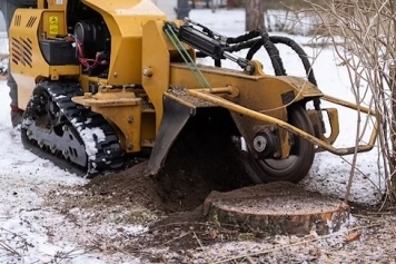 Stump Grinding & Removal service image