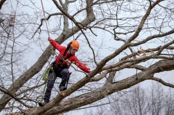 blog image Tree Care Myths: What You Should Know Before Hiring an Arborist