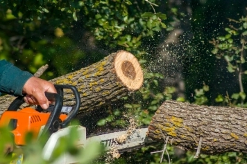 Tree Removal service image