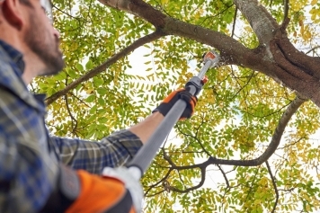 blog image How Tree Pruning Can Enhance the Beauty and Health of Your Landscape