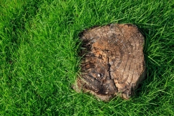 blog image Stump Removal vs. Stump Grinding: Which Option Is Best for Your Yard?