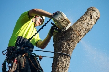 blog image The Benefits of Tree Removal: When Is It Necessary?