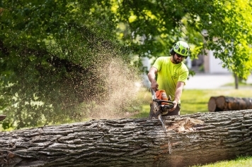 blog image Emergency Tree Services: What to Do When Disaster Strikes