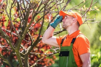 blog image The Importance of Tree Inspections for Homeowners in California