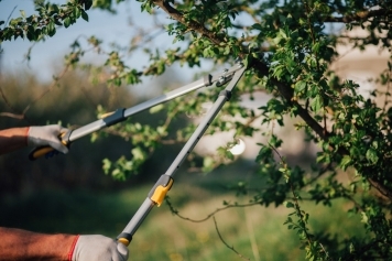 Why Regular Tree Maintenance is Essential for Your Property main image