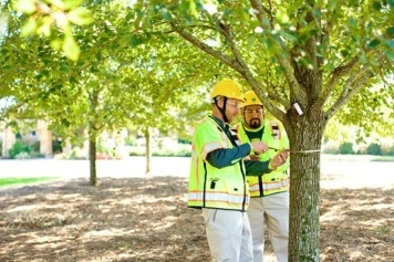 Tree Health Consultation & Care Plans service image