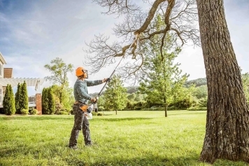 Tree Pruning & Shaping service image