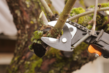 blog image Top 5 Signs Your Tree Needs Professional Pruning