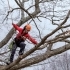 Tree Care Myths: What You Should Know Before Hiring an Arborist related image