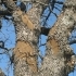 How to Identify and Treat Common Tree Diseases in California related image