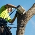 The Benefits of Tree Removal: When Is It Necessary? related image