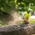 Emergency Tree Services: What to Do When Disaster Strikes related image