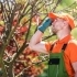 The Importance of Tree Inspections for Homeowners in California related image