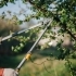 Why Regular Tree Maintenance is Essential for Your Property related image