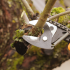 Top 5 Signs Your Tree Needs Professional Pruning related image