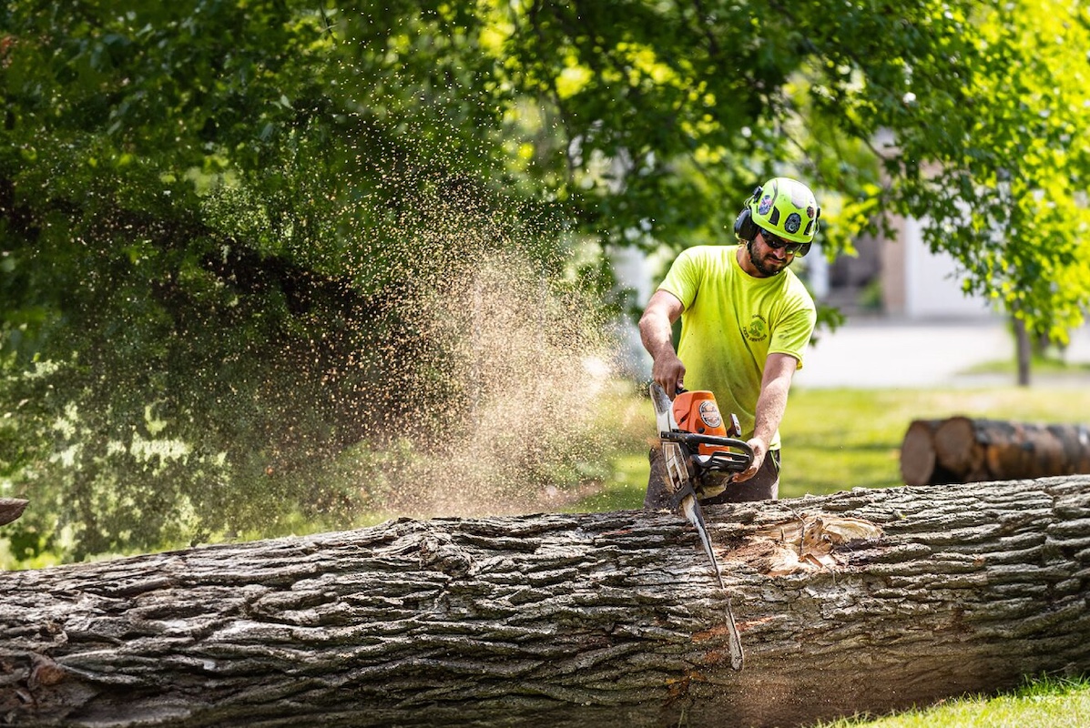 Emergency Tree Services: What to Do When Disaster Strikes hero image