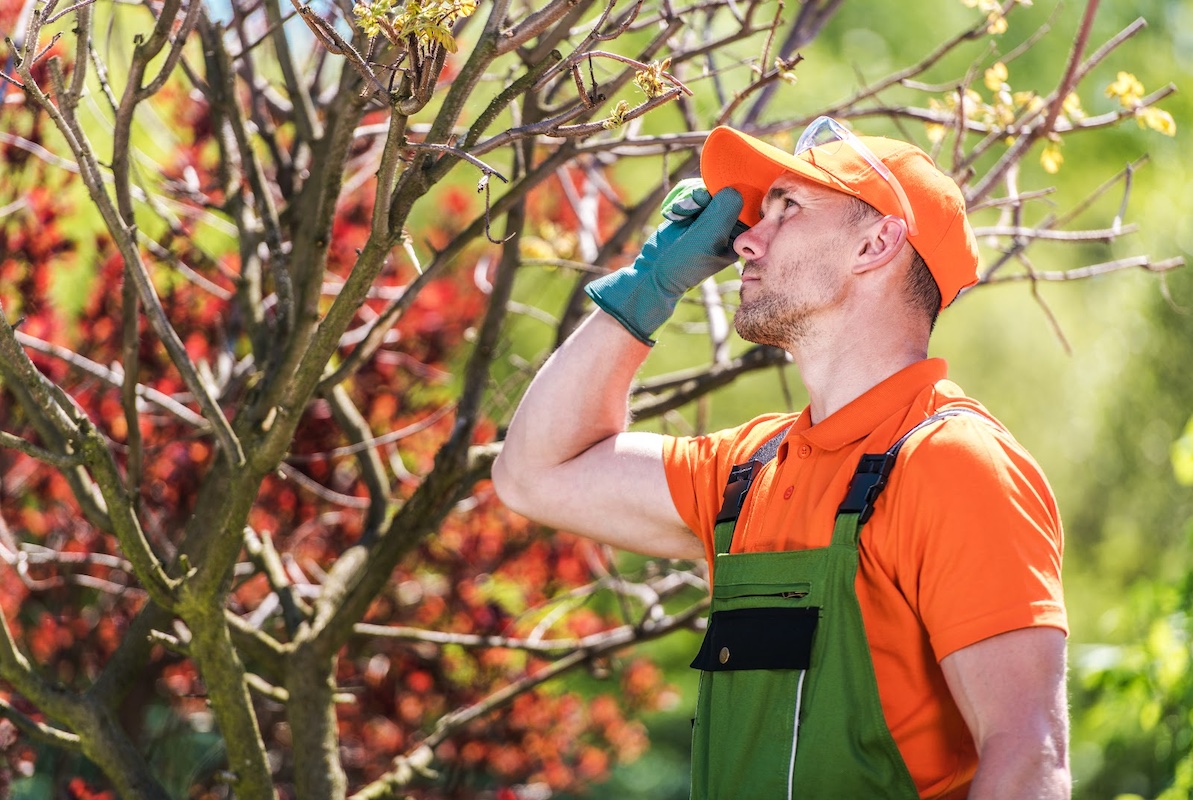 The Importance of Tree Inspections for Homeowners in California hero image